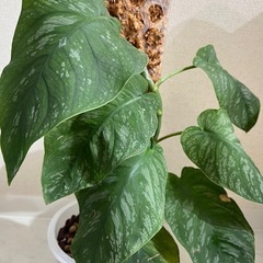 モンステラ　デュビア　2鉢セットの画像