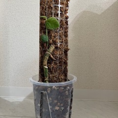 モンステラ　デュビア　2鉢セットの画像