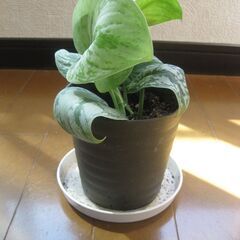 観葉植物♪スキンダプサス トレビー オオシラフカズラ♡3号鉢の画像