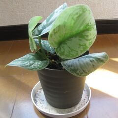 観葉植物♪スキンダプサス トレビー オオシラフカズラ♡3号鉢の画像