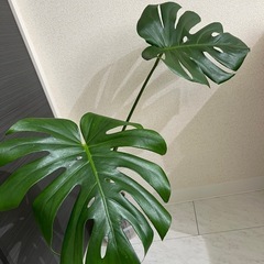 モンステラ　デリシオーサ　大株の画像