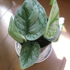 観葉植物♪スキンダプサス トレビー オオシラフカズラ♡3号鉢の画像