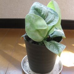 観葉植物♪スキンダプサス トレビー オオシラフカズラ♡3号鉢の画像