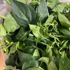 新鮮なきごしょの画像