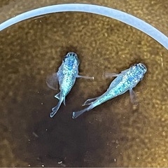碧ダルマの画像