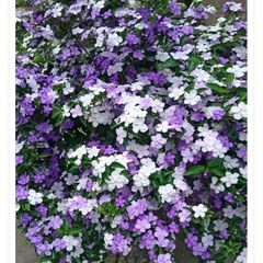 ニオイバンマツリ　花苗　の画像
