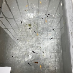 ③メダカMIXの画像