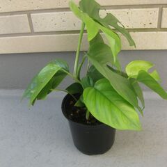 観葉植物♪ヒメモンステラ♡4号鉢の画像