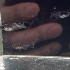 曜変天目②の画像