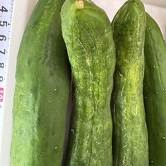 お取引先決まりました夏野菜　胡瓜　ピーマンの画像
