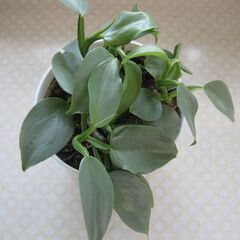 観葉植物♪フィロデンドロン・シルバーソード♪4号鉢の画像