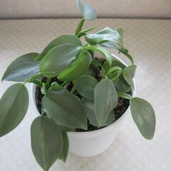 観葉植物♪フィロデンドロン・シルバーソード♪4号鉢の画像