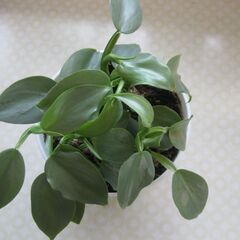 観葉植物♪フィロデンドロン・シルバーソード♪4号鉢の画像