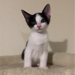 可愛い🥰ハチワレ黒白😍男の子生後2ヶ月　2匹 - 泉佐野市
