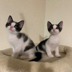 可愛い🥰ハチワレ黒白😍男の子生後2ヶ月　2匹