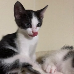 可愛い🥰ハチワレ黒白😍男の子生後2ヶ月　2匹 - 猫