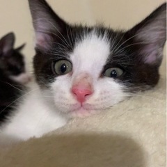 可愛い🥰ハチワレ黒白😍男の子生後2ヶ月　2匹 − 大阪府