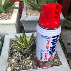 五色万代　アガベ　抜き苗の画像