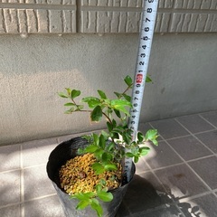 濃いピンク色の花が咲くサルスベリ苗の画像