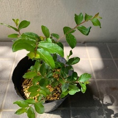 濃いピンク色の花が咲くサルスベリ苗の画像
