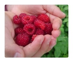 木苺　クマイチゴ　苗1本50センチぐらい　の画像