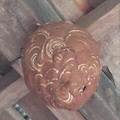 蜂の巣駆除します！県内何処でも