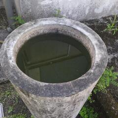 差し上げます。メダカ良さそうです。古い石臼？の画像
