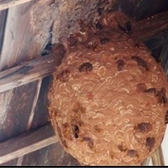 蜂の巣駆除