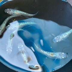 💗届けます💗めだか「宮桜」稚魚10の画像