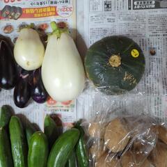 【お取引先決定済】朝採り野菜とかぼちゃＡの画像