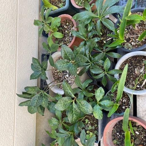 クリスマスローズ
20本程　新芽出て来てます