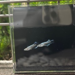 メダカ　エメキン1ペア＋1の画像