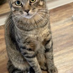 ☆里親になっていただける方探しております。