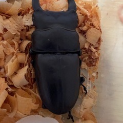 【夏休みセール】オオクワガタ販売中の画像