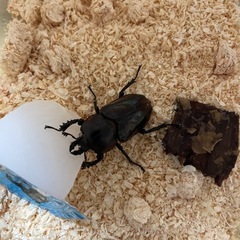 【夏休みセール】オオクワガタ販売中の画像