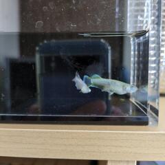 めだか　ガブリエル　２匹の画像