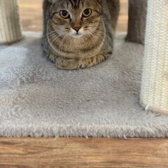 ☆里親になっていただける方探しております。