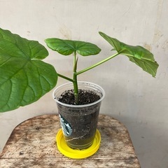 フィカス　ウンベラータ　観葉植物　園芸　花の画像