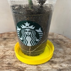 フィカス　ウンベラータ　観葉植物　園芸　花の画像