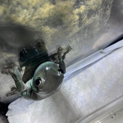 取引中　
イエアメ4匹の画像