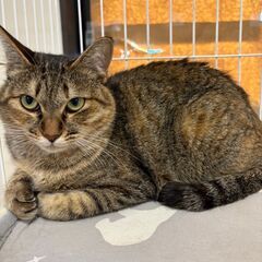☆里親になっていただける方探しております。