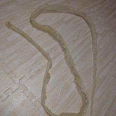 白蛇の抜け殻  2mオーバーです！の画像