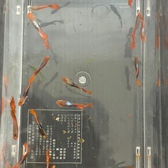鯉　鯉グッピー　オスのみ10匹の画像