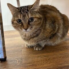 ☆里親になっていただける方探しております。