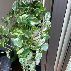 観葉植物🪴ポトス　エンジョイの画像