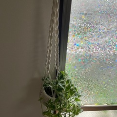 観葉植物🪴ポトス　エンジョイの画像