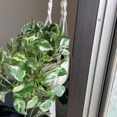 観葉植物🪴ポトス　エンジョイの画像
