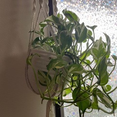 観葉植物🪴ポトス　エンジョイの画像