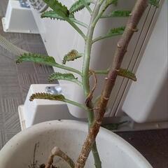 巨大　多肉植物　不死鳥の抜き苗　２苗の画像