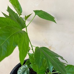ハイビスカス　観葉植物　園芸　ガーデニング　2本立ちの画像